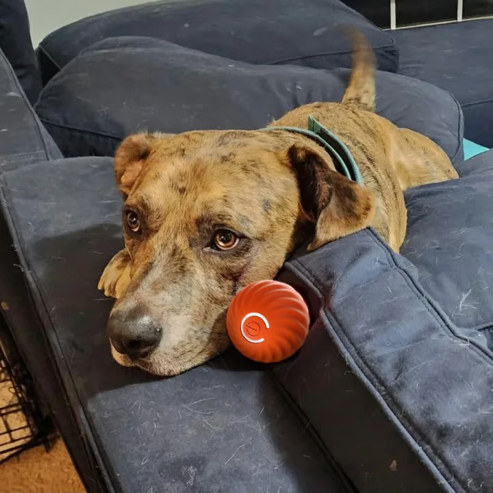 🐶Fun Viral Bouncing Ball