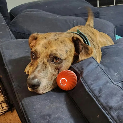 🐶Fun Viral Bouncing Ball